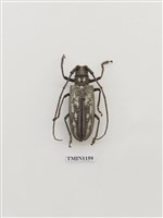 藏品(白條天牛)的圖片